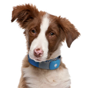 Pet - Person Trackers